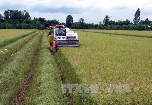 Large scale fields developed in northern region ảnh 1