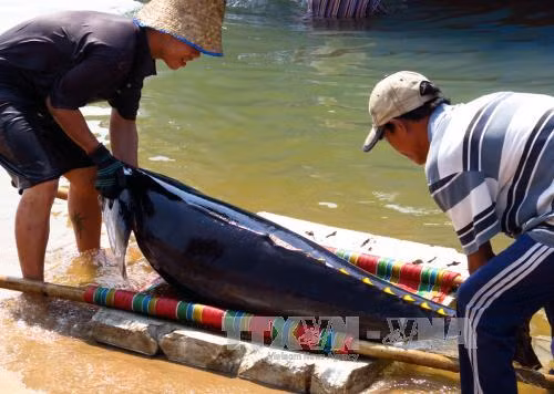 Khanh Hoa’s fishermen trained to protect dolphins ảnh 1