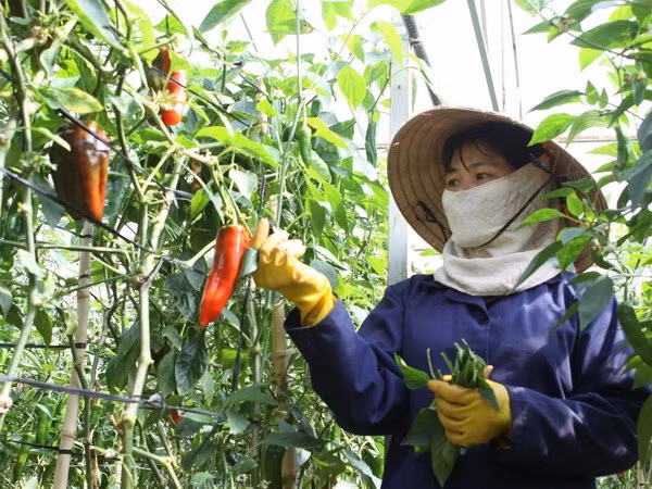 Da Lat aims to become top vegetable producer in Southeast Asia ảnh 1