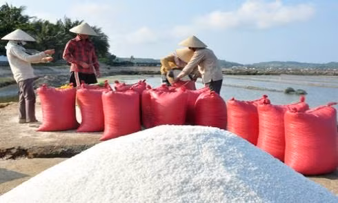Quality salt production zone planned ảnh 1