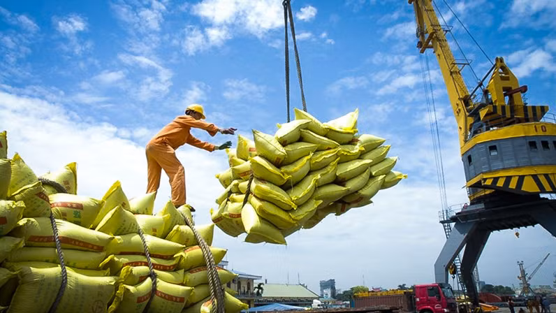 Vietnam's rice exports to Senegal remain low compared to demand ảnh 1