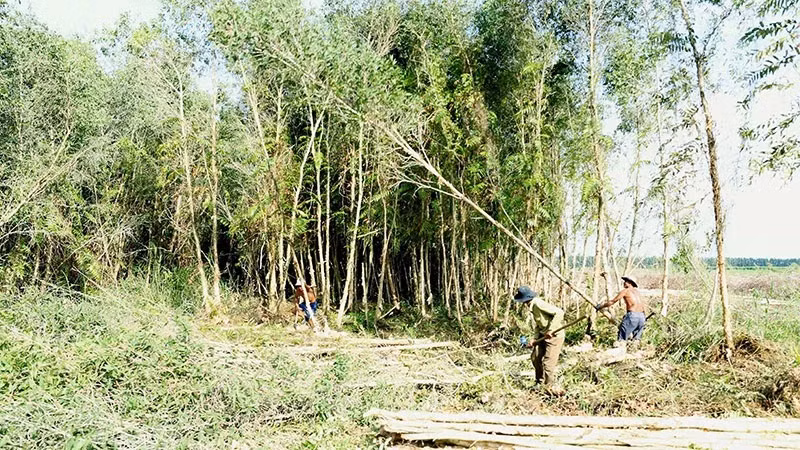 Stable material areas needed for sustainable wood industry: insiders ảnh 2 Stable material areas needed for sustainable wood industry: insiders ảnh 2
