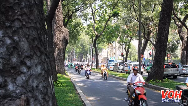 HCM City needs regular tree surveys ảnh 1 HCM City needs regular tree surveys ảnh 1