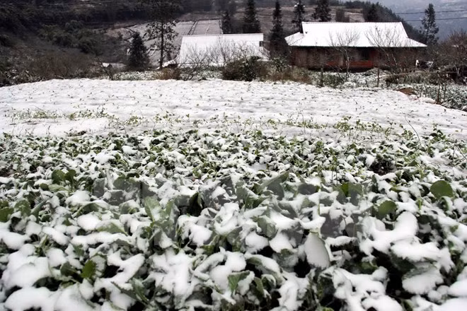 Severe cold kills more than 12,300 head of cattle ảnh 1