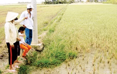 Saline intrusion a threat to crops in Mekong Delta ảnh 1