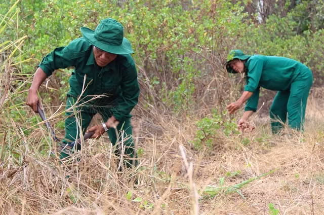 Forest watchers makes mangrove forest their homes ảnh 1