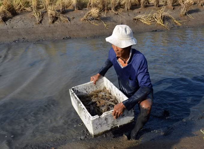 Ca Mau eyes growth with special focus on shrimp production ảnh 1