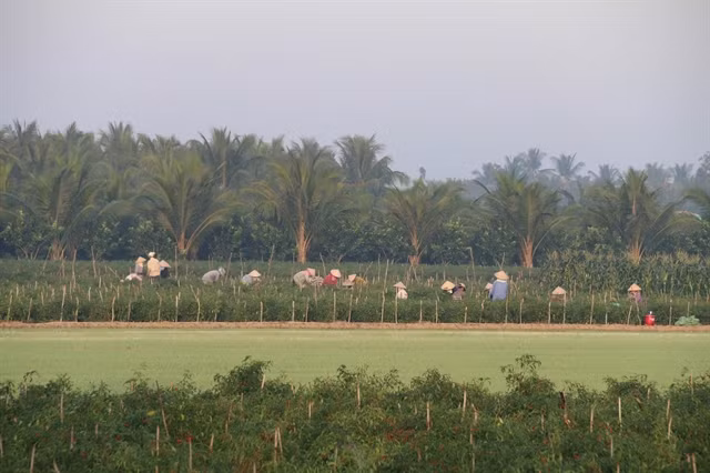 Rice farmers switch to corn as fresh water supply shrinks ảnh 1