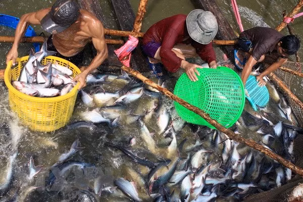 Mekong Delta region makes up 18 percent of GDP ảnh 1