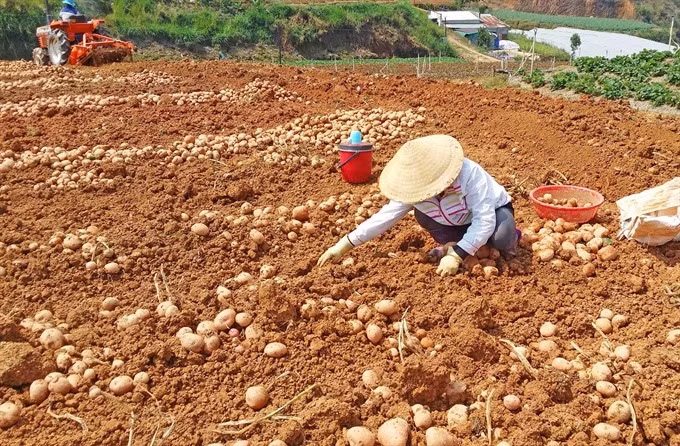 Sales of non-local farm produce banned at Da Lat market ảnh 1