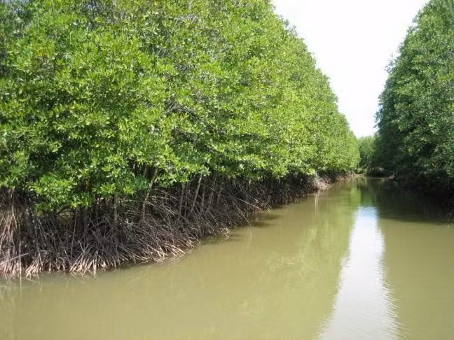 Ca Mau eyes to plant additional 500ha of forest ảnh 1 Ca Mau eyes to plant additional 500ha of forest ảnh 1