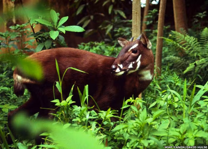Thua Thien-Hue enhances animal protection in nature reserves ảnh 1
