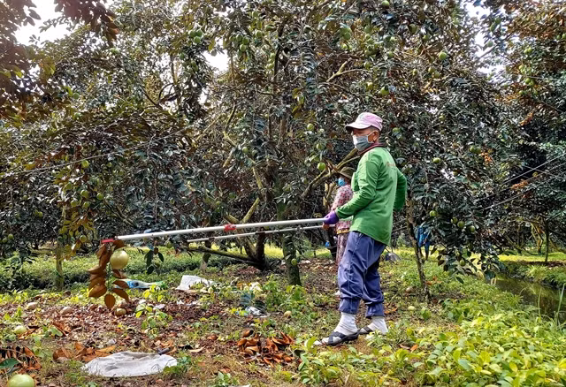 Can Tho to spend 58 billion VND to develop fruit farming ảnh 1