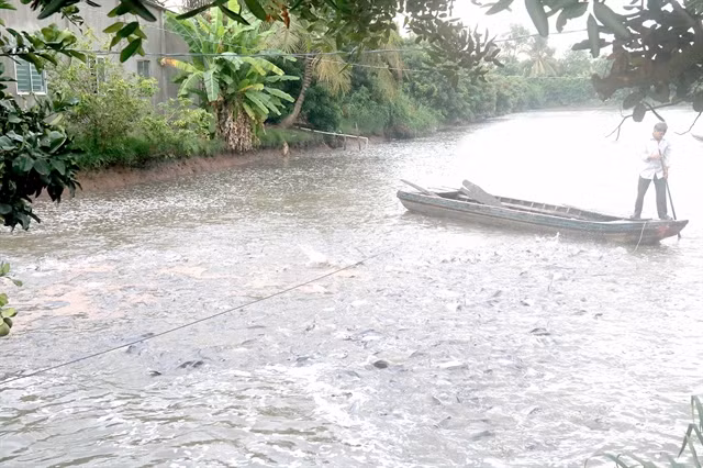 Tien Giang province develops fresh water aquaculture ảnh 1