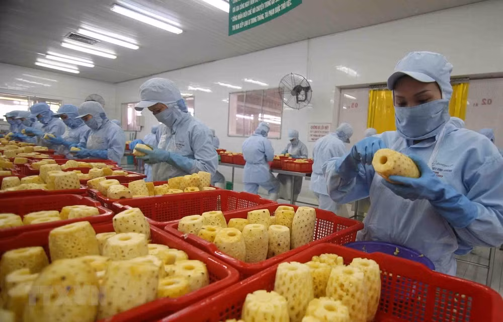 Deep processing to develop the local agricultural products ảnh 1