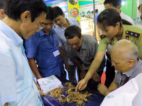 Second Ngoc Linh ginseng festival opens in Quang Nam ảnh 1