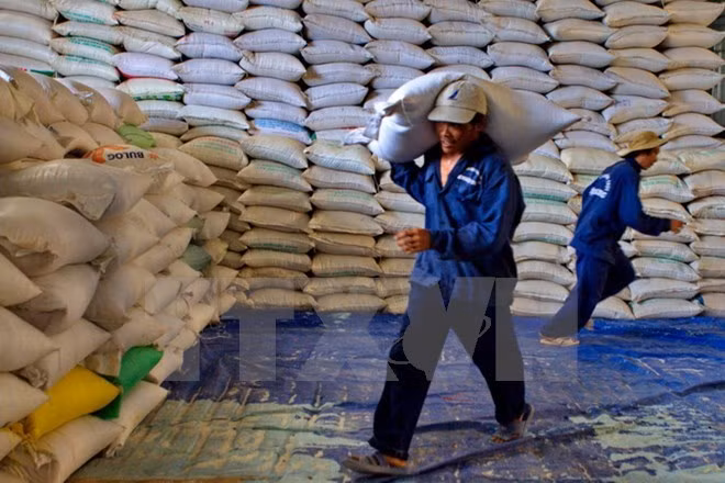 Egypt to import 1 million tonnes of Vietnamese rice ảnh 1