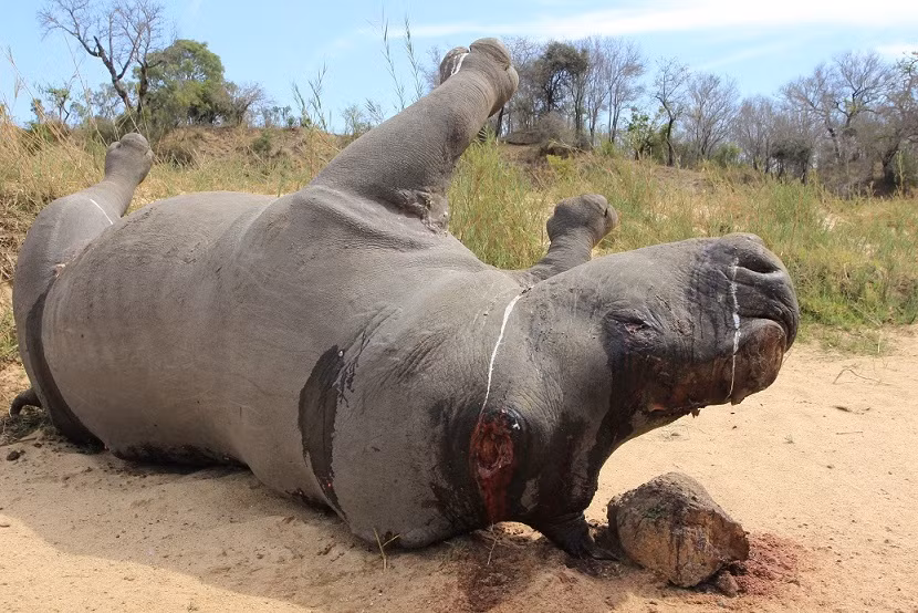 Short film calls for end to rhino massacres ảnh 1