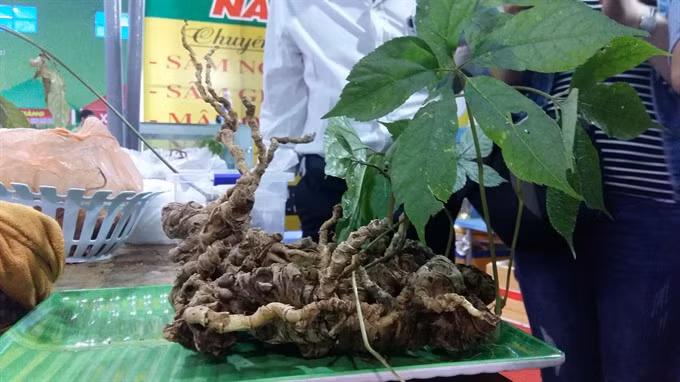 Ngoc Linh ginseng gets expanded GI recognition ảnh 1