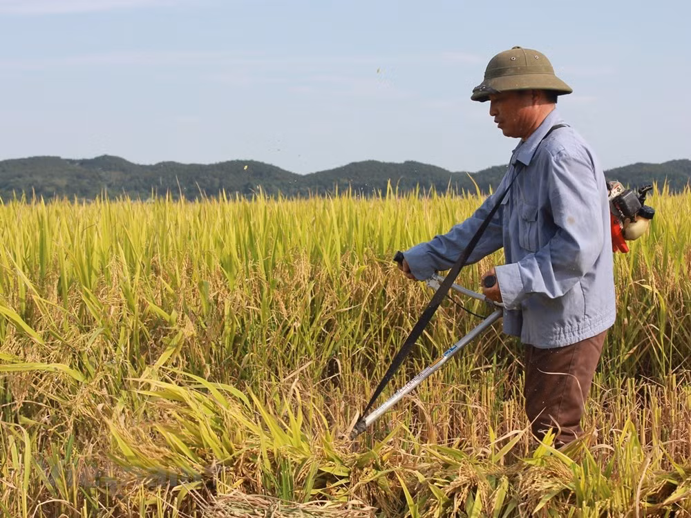 Government provides rice for Nghe An’s farmers ảnh 1