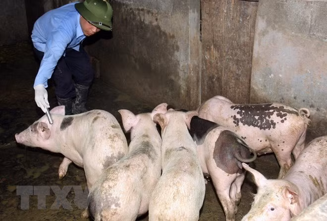 Southeast Asia a 'hotspot' for antibiotic abuse: FAO official ảnh 1