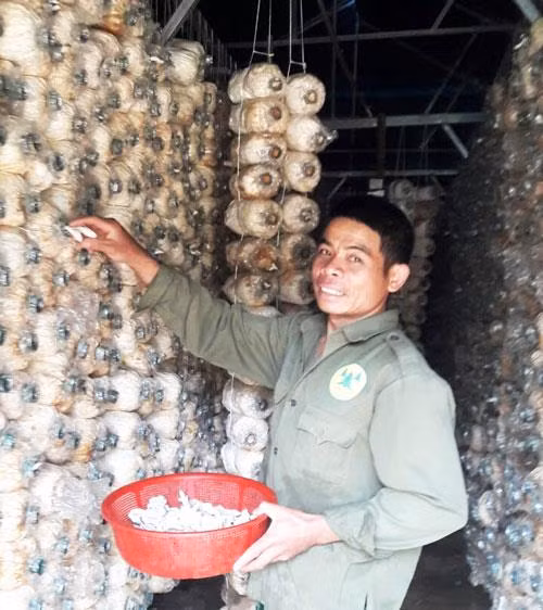 Lam Dong fosters development of agricultural cooperatives ảnh 1