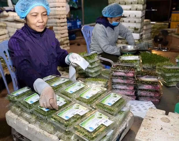 Vietnam takes measures to prevent trade frauds ảnh 1 Vietnam takes measures to prevent trade frauds ảnh 1