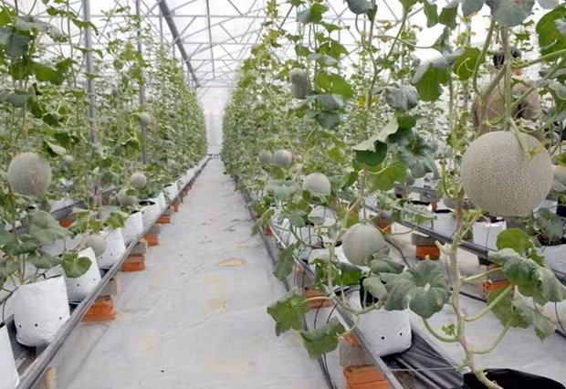 HCM City has many things to do to become seed production hub ảnh 1