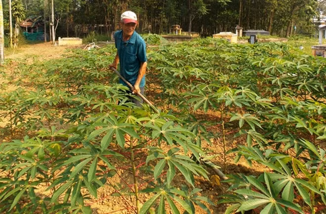 Japan helps Vietnam deal with cassava diseases ảnh 1