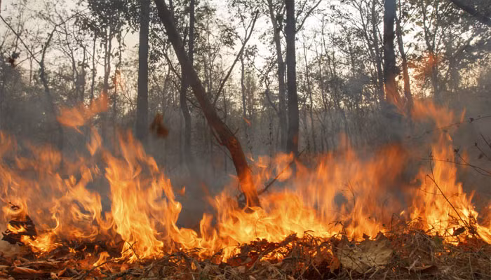 Indonesia tackles forest fires ảnh 1 Indonesia tackles forest fires ảnh 1
