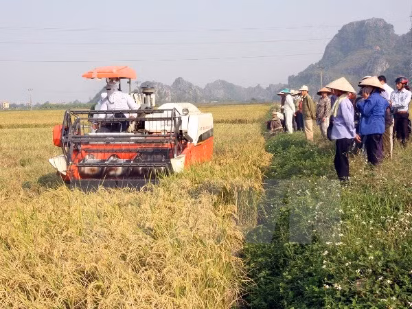 Sustainable agriculture transformation project in Long An launched ảnh 1