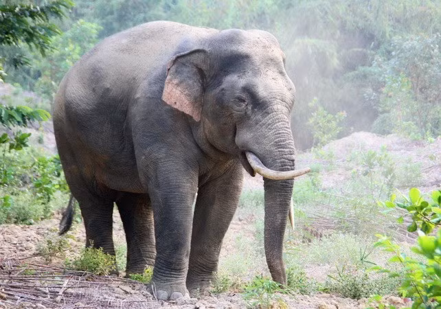 Dong Nai conserves wild elephants towards harmonious coexistence ảnh 2 Dong Nai conserves wild elephants towards harmonious coexistence ảnh 2