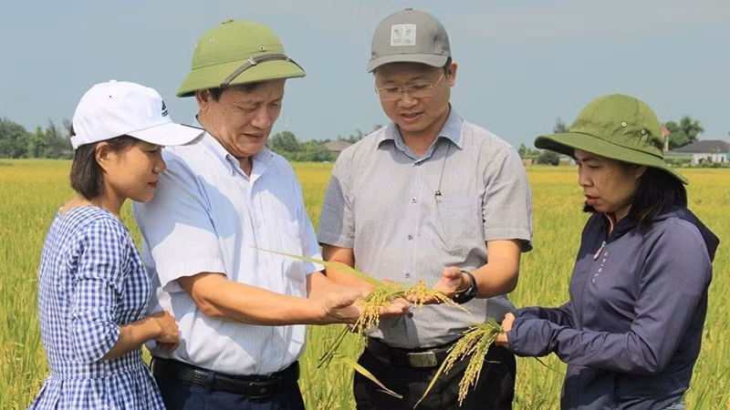 Organic rice farming yields fruits ảnh 1