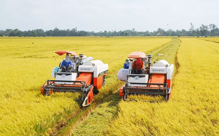 Organic rice farming yields fruits ảnh 2