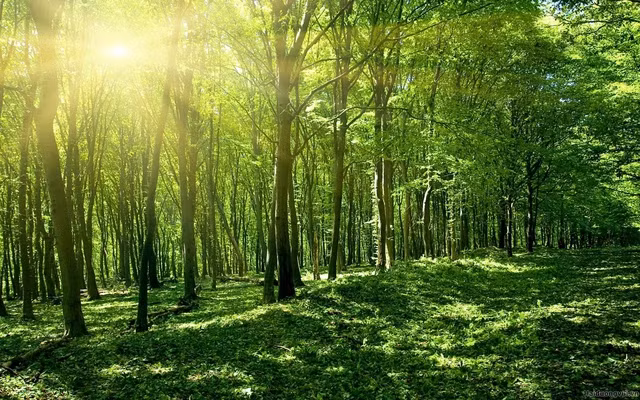 National plan issued to implement Glasgow declaration on forests, land use ảnh 1