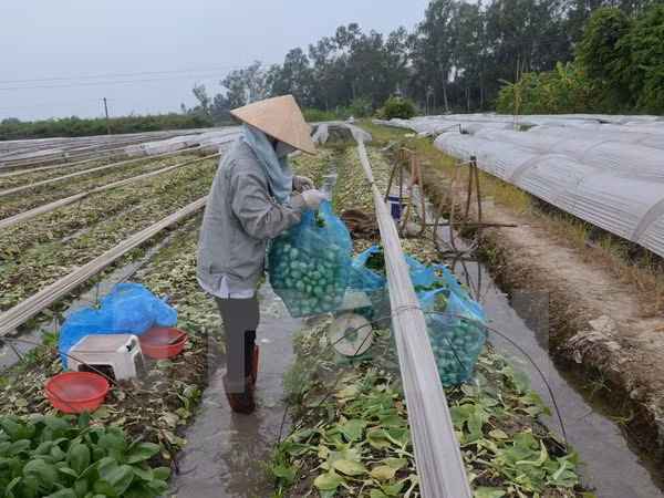 Int’l forum on new rural development opens in Hanoi ảnh 1