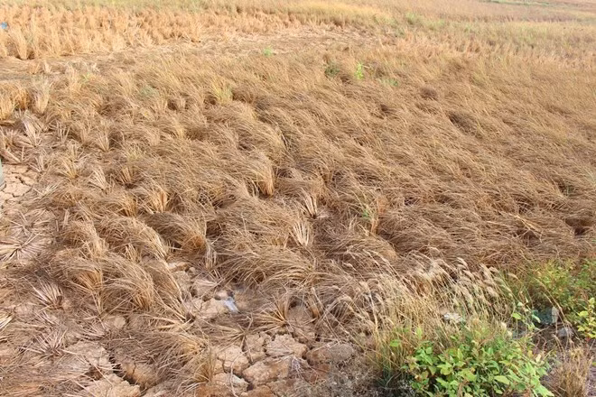 WB loans Vietnam 90 million USD to cope with climate change ảnh 1 WB loans Vietnam 90 million USD to cope with climate change ảnh 1