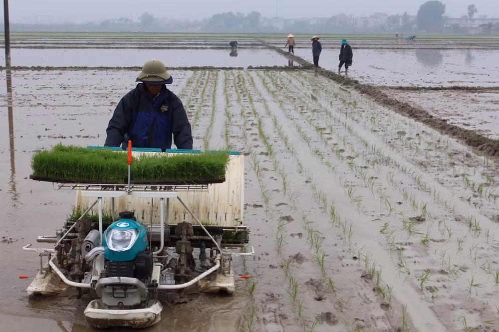 Experts: technology road map urgent for Vietnam’s rice ảnh 1 Experts: technology road map urgent for Vietnam’s rice ảnh 1