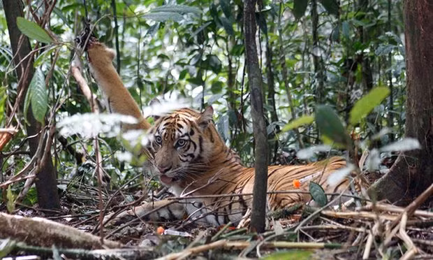 Indonesia plans to increase jail time for wildlife poachers, traders ảnh 1