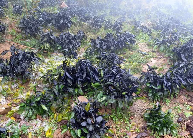 Bank helps snow-hit areas address consequences ảnh 1