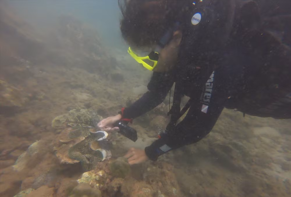 First-ever clean-up of coral reefs in Cham Islands ảnh 1 First-ever clean-up of coral reefs in Cham Islands ảnh 1