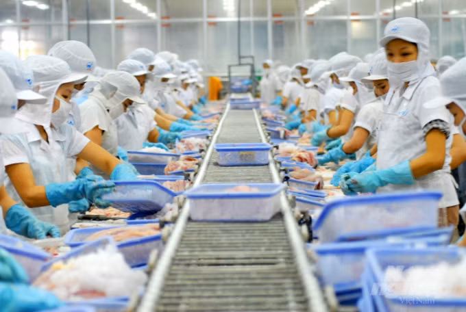 Nearly 700 Vietnamese firms eligible for aquatic export to Taiwan ảnh 1 Nearly 700 Vietnamese firms eligible for aquatic export to Taiwan ảnh 1