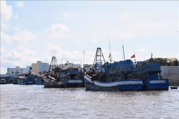 Bac Lieu striving to remove EC “yellow card” on fisheries sector ảnh 1 Bac Lieu striving to remove EC “yellow card” on fisheries sector ảnh 1