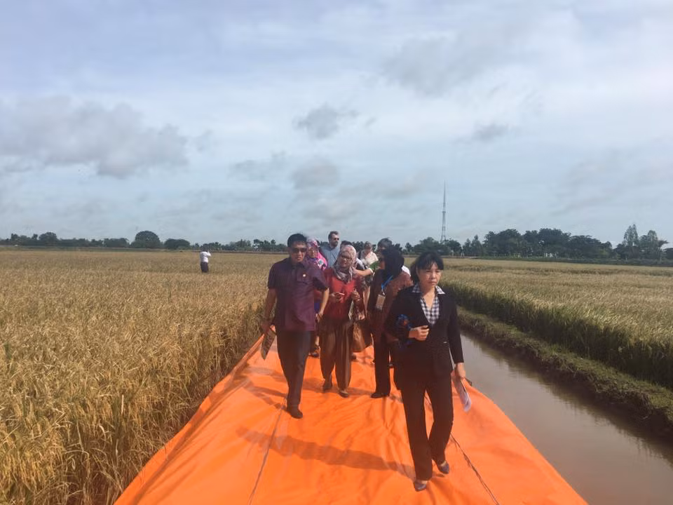 APEC officials interested in Vietnam’s rice production, export ảnh 1