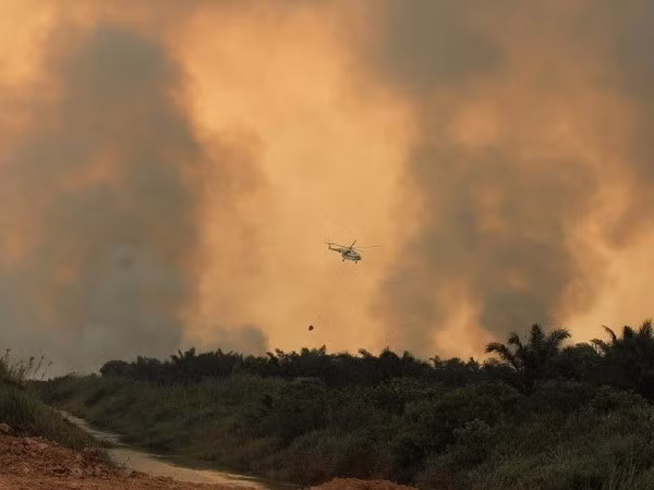 Indonesia works to end forest fires ảnh 1 Indonesia works to end forest fires ảnh 1