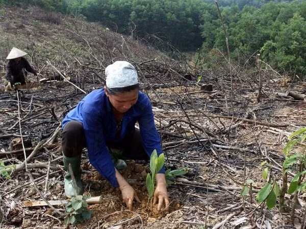 Workshop discusses improving Mekong forest management ảnh 1