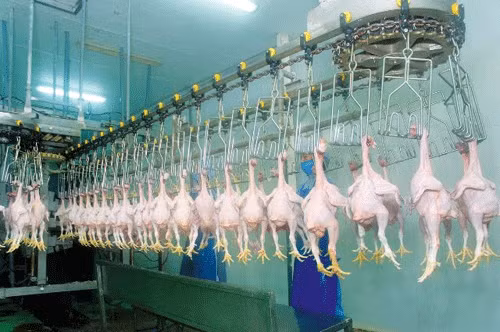 First shipment of Vietnamese chicken dispatched to Japan ảnh 1