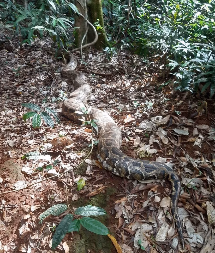 Seven endangered animals released into Bu Gia Map National Park ảnh 1 Seven endangered animals released into Bu Gia Map National Park ảnh 1
