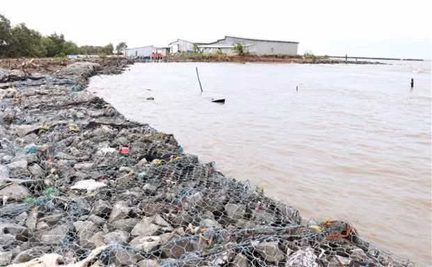 Ca Mau to invest 38.7 million USD to build coastal embankment ảnh 1
