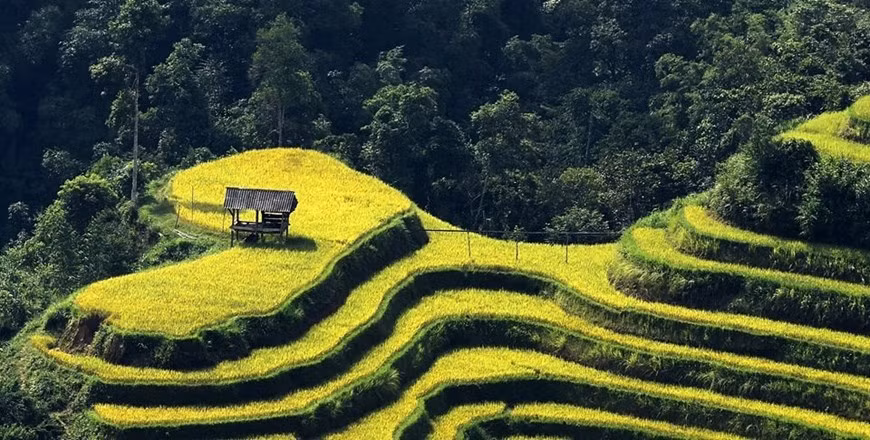 Ha Giang to host culture week highlighting terraced rice fields ảnh 1
